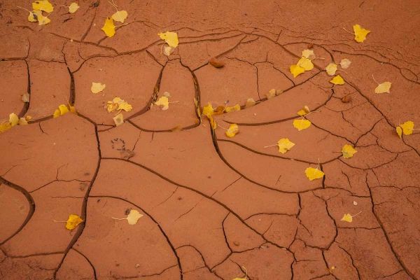 Utah, Capitol Reef Cracked mud and fall leaves